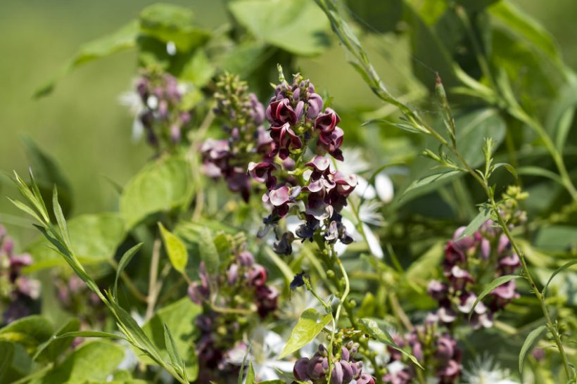 The potato bean was studied as part of research into novel and sustainable sources of protein and fibre