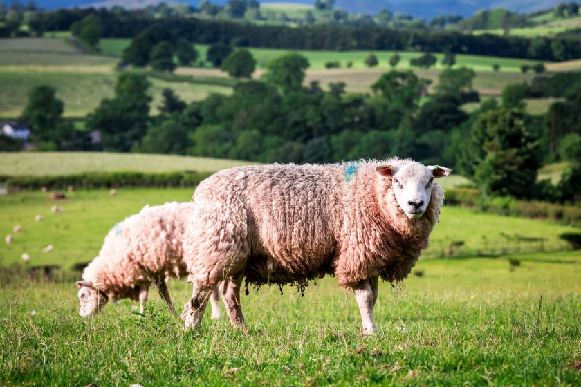 Anthelmintic resistance is a challenges to the future health and profitability of UK sheep farming