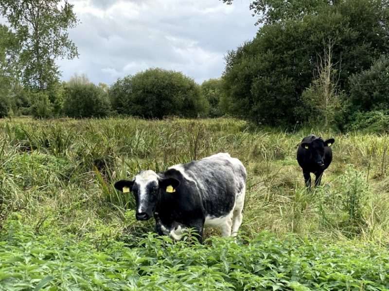 Waitrose is beefing up cattle production at the Leckford Estate