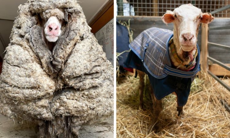 The lost ram was once owned, his rescuers believe (Photo: Edgar’s Mission Farm Sanctuary)