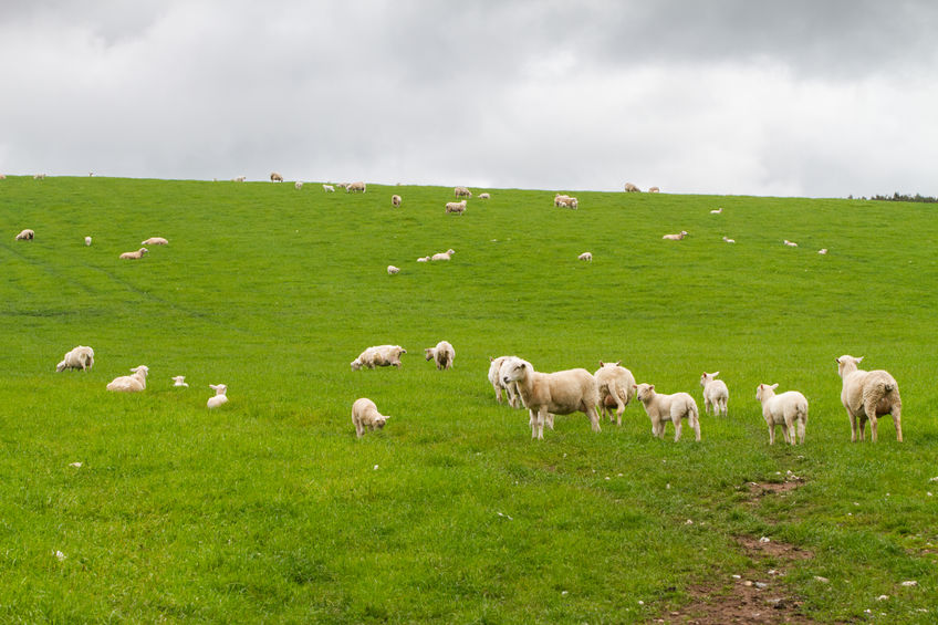 Demand for UK lamb from some emerging markets did not decline last year