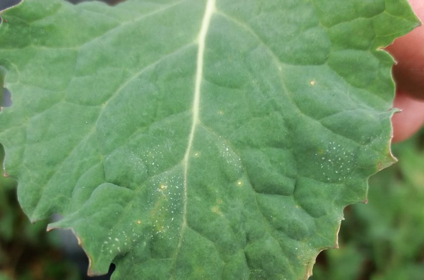 While light leaf spot has historically been a disease of the north, it is now widespread (Photo: ADAS)