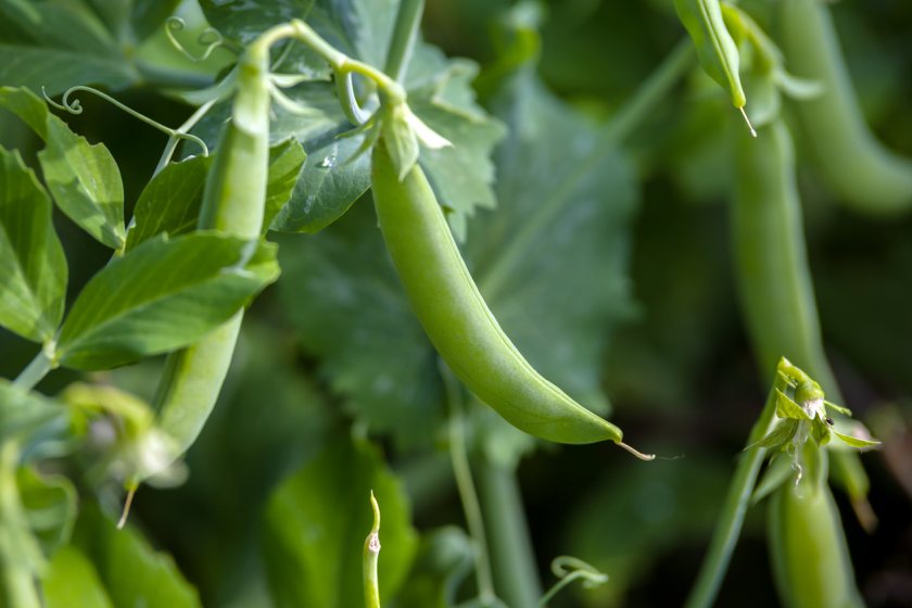 Increased grain legume cultivation is the most effective measure in reducing GHGs, the study says