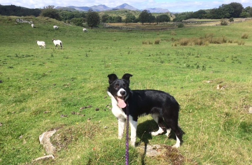 The Lake District National Park Authority has produced free signs for farmers