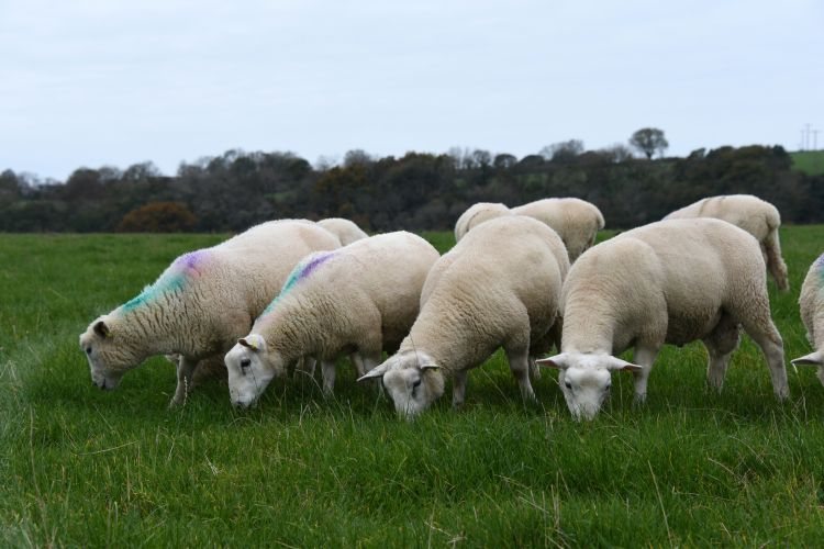 The Welsh Lamb Meat Quality Project, now in its second year, looks at factors that affect variation in meat quality