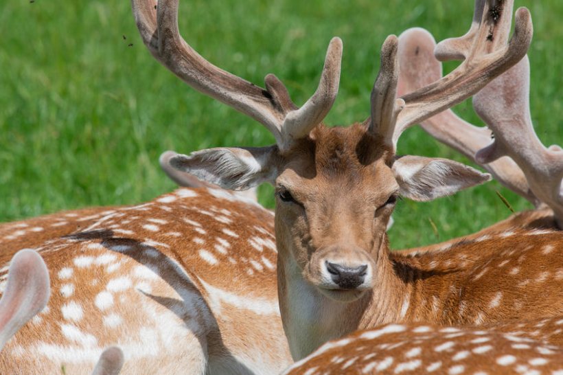 Bovine tuberculosis was first detected at the Gloucestershire park in 2007