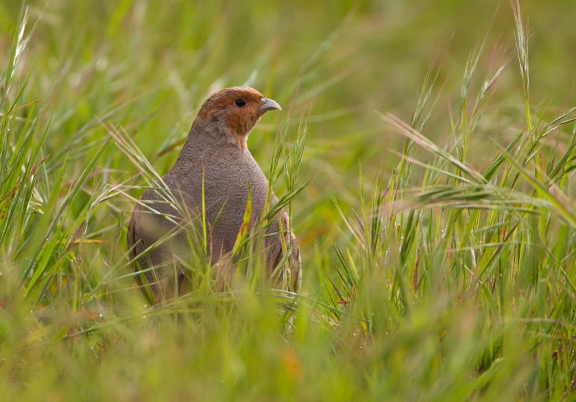 The grey partridge is widely considered to be a barometer of farmland biodiversity