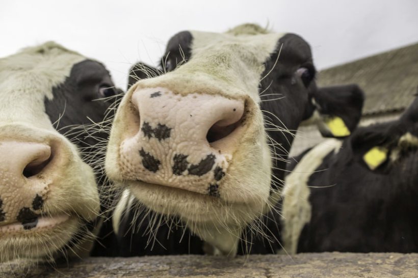 Current bovine TB levels have risen to levels not seen for several years, DAERA says