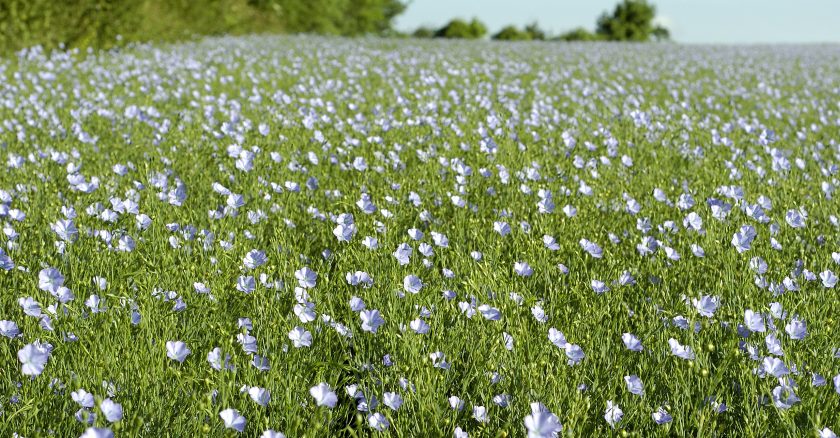 Spring linseed is a perfect fit for farmers considering a rotation rethink this spring, Robin Appel says