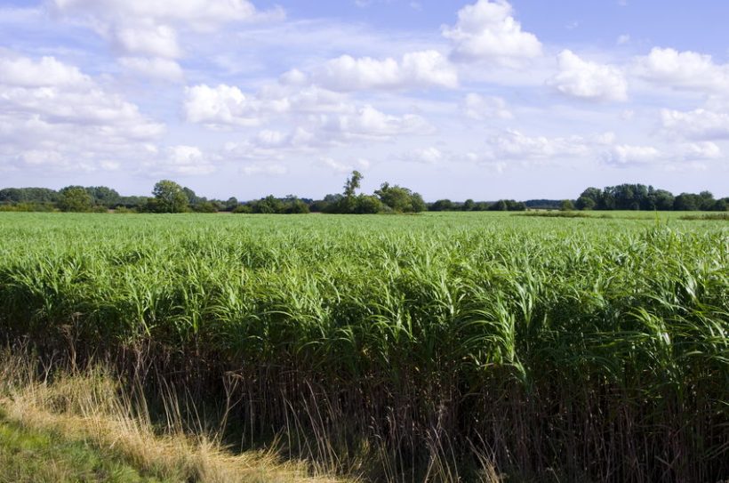 Energy crops are low-cost and low-maintenance crops grown solely for energy production