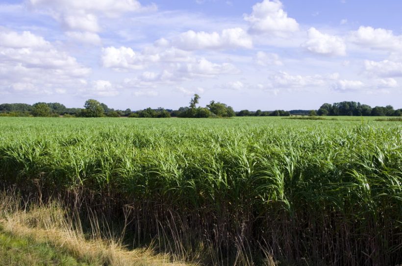 Energy crops are low-cost and low-maintenance crops grown solely for energy production