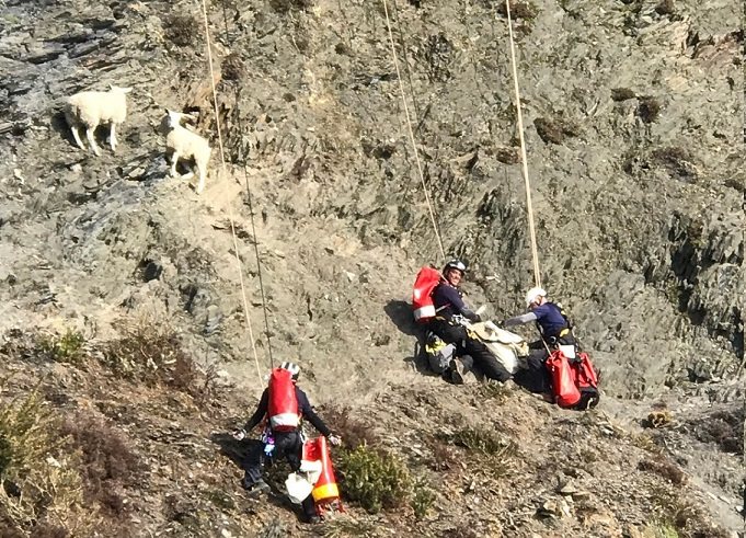 Rescuers abseiled down the cliff to access the sheep, before lowering them safely to a boat team below