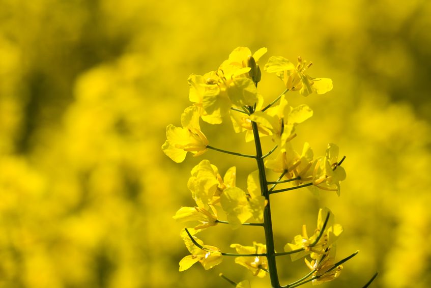 AHDB's sclerotinia alerts aim to help growers understand potential infection risk periods