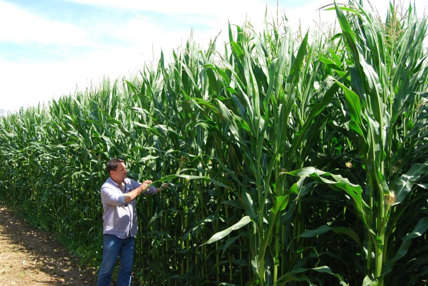 Neutrino is high yielding with good early vigour, good standing ability and shows excellent resistance to lodging