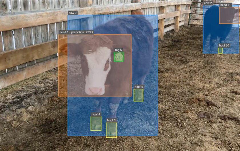 The highly computerised system identifies each animal and constantly tracks them