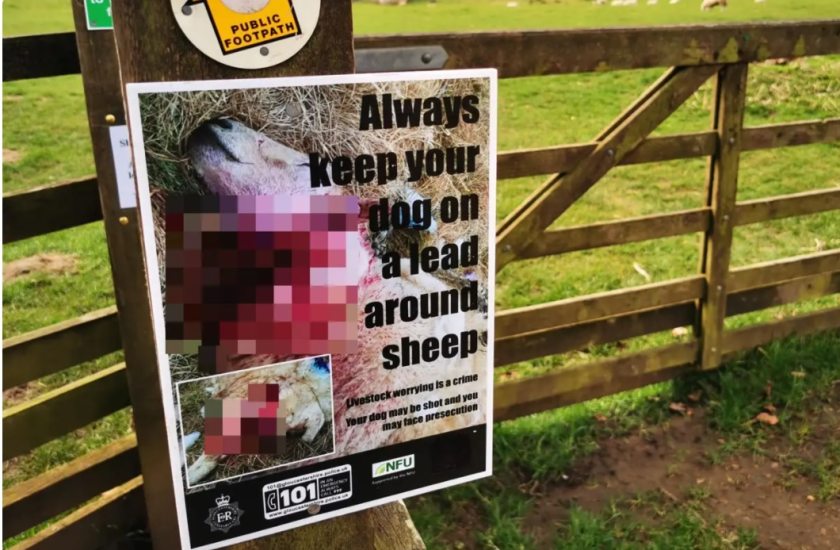 Police have urged walkers to keep dogs on a lead when near farmland (Photo: GlosPol_Rural/Twitter)