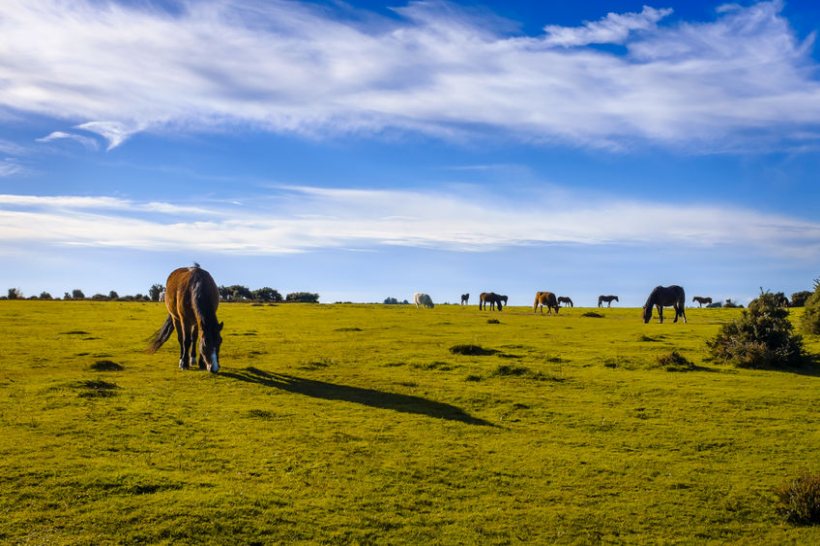 ExxonMobil, which owns one of the UK's largest oil refineries, will rent out grazing land at a reduced rate