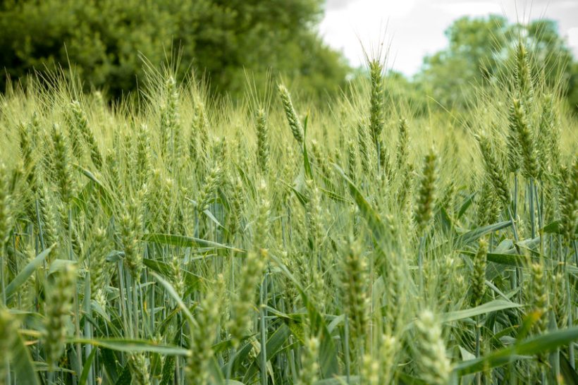 Priming chemicals boost the immune system of a crop and protects them against disease