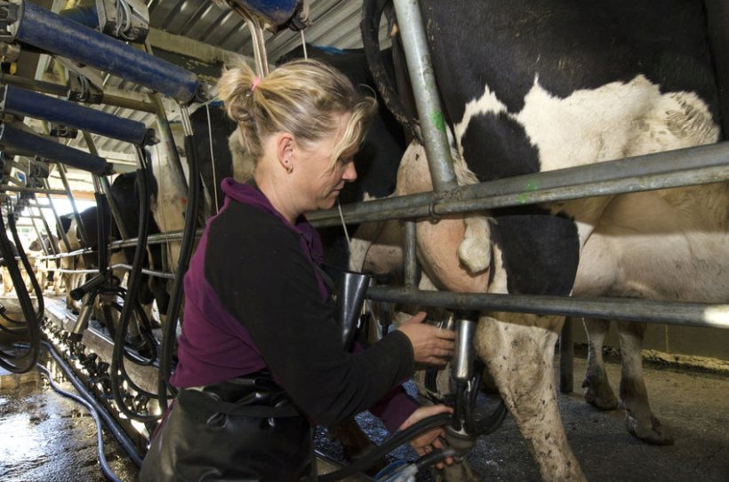 Dairy farmers are finding it increasingly difficult to recruit staff post-Brexit, according to a survey