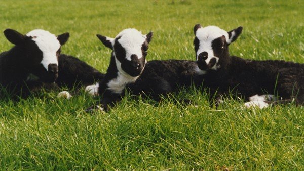 The Welsh government has been urged to promote the benefits of native breeds