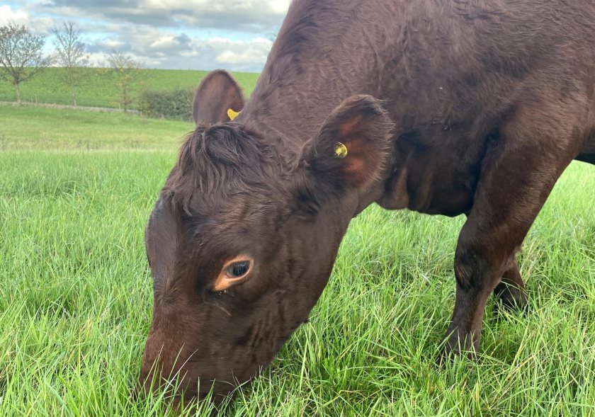 With his move to organic, George has begun grazing cattle