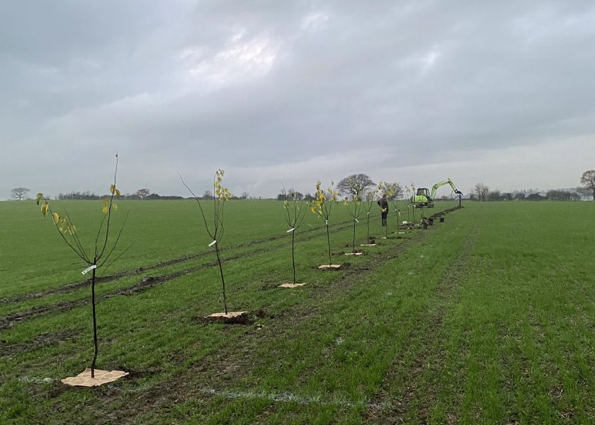 George has finished planting nearly seven thousand trees on his farm