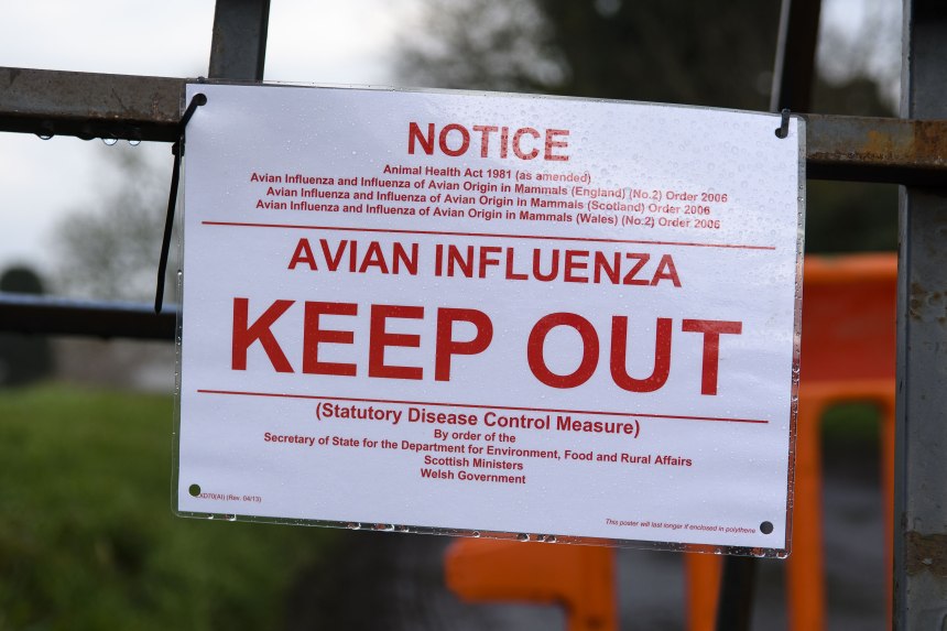 H5N8 avian influenza has been discovered in poultry in Staffordshire