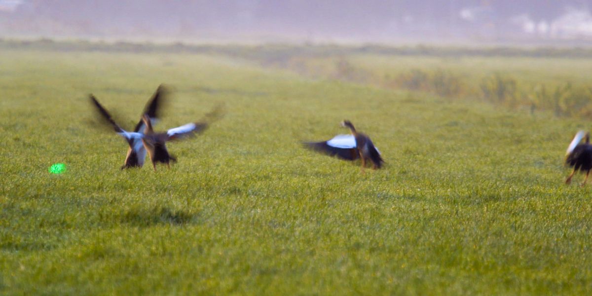 The laser system keep wild birds away from free range hens