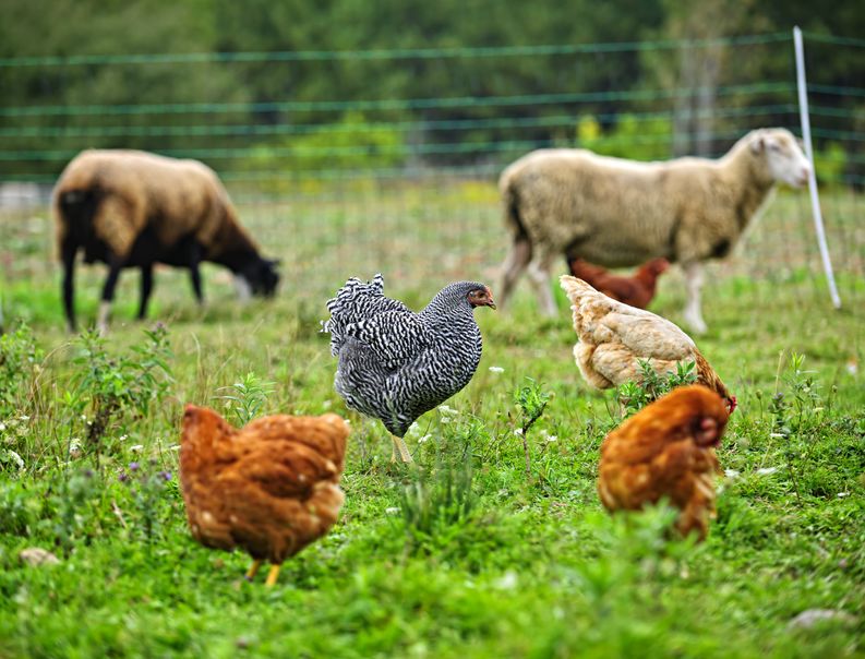 Poultry housing measures in Northern Ireland are set to be lifted on 13 April