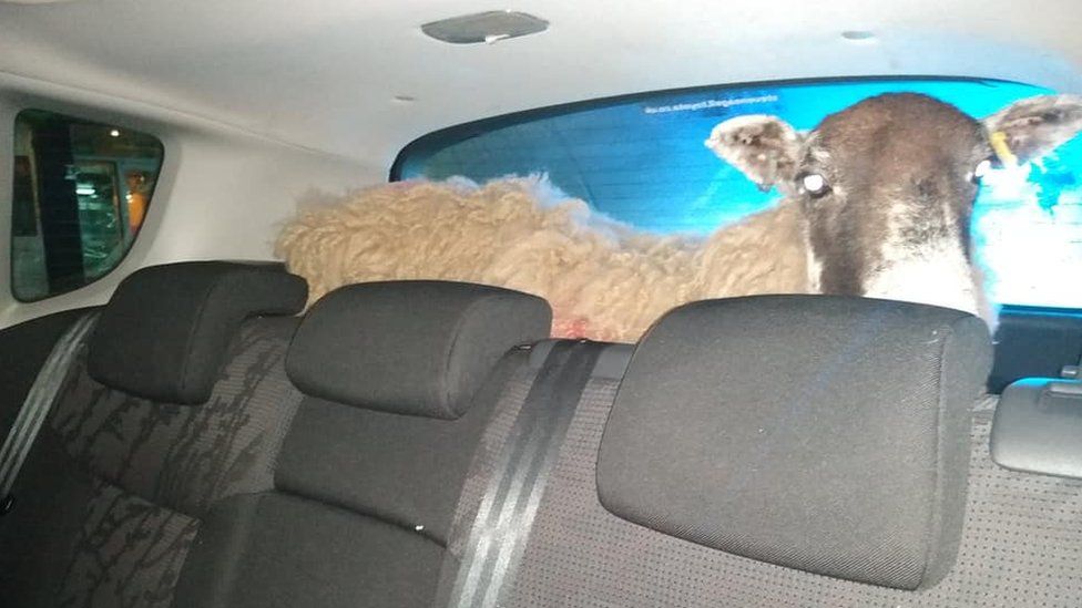 The ewe was discovered in the back of a Peugeot (Photo: Leicestershire Police)