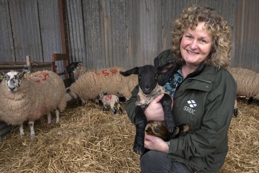 Dr Joanne Conington has developed breeding programmes for the sustainable genetic improvement of sheep