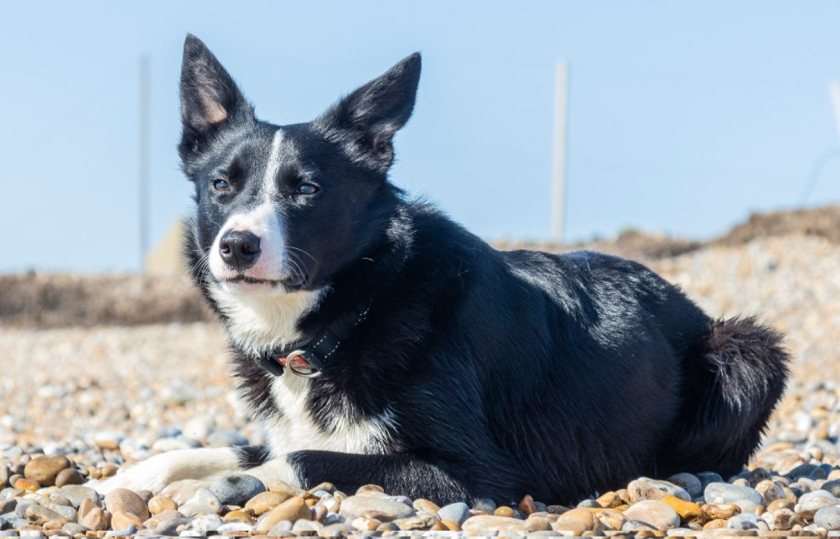 Sweep will round flocks of rare sheep on a remote island off the Suffolk coast (Photo: National Trust)