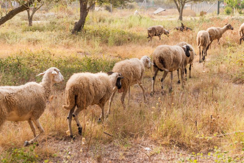 Some breeds of sheep are more resilient to temperature fluctuations making them more productive