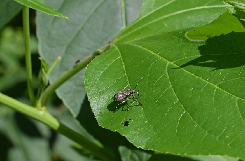 The brown marmorated stink bug wreaks havoc on a wide range of crops