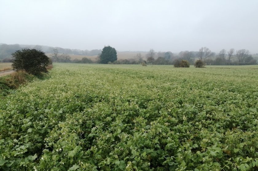 A cover crop funding scheme to reduce nitrate levels will be extended