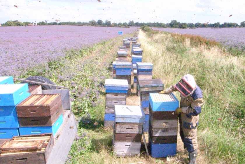 The retailer's bee programme aims to boost pollination and improve product quality