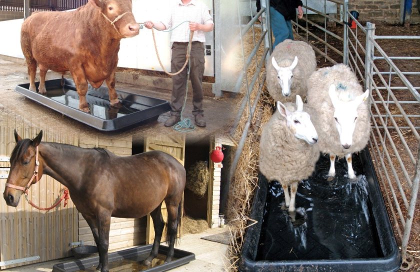 The washing action of a Paxton footbath will remove damaging material from hooves