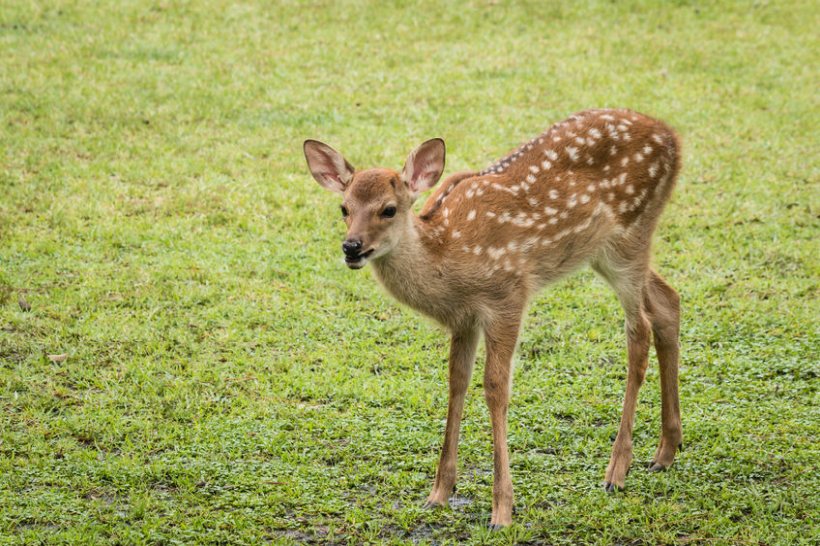 Scientists say there is a correlation between higher deer numbers and higher bTB infections