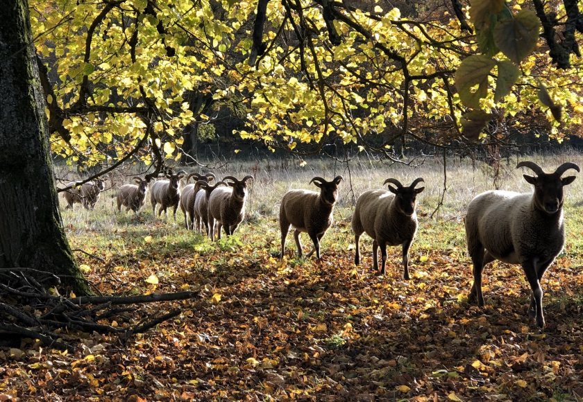 The couple got their break into farming grazing their sheep on wildflower meadows for private landowners