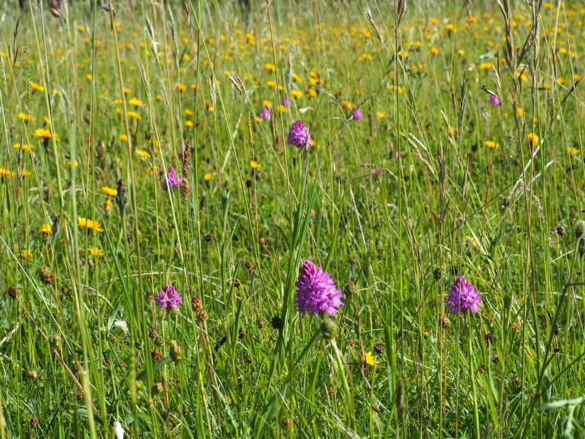 Conservation grazing uses grazing as a tool to maintain species rich grasslands and ancient wildflower meadows