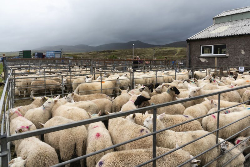 The LIP will create a single system for registering and tracing livestock in England