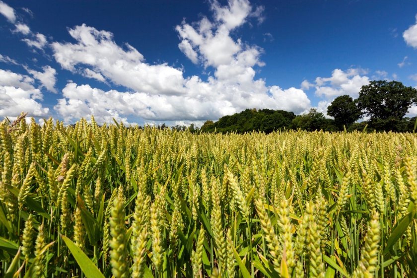 The planting survey will provide the earliest view of the country's planted area for the upcoming harvest