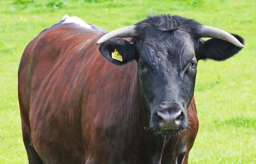 There were just 27 herds of Gloucester cattle in 2020 (Photo: John Green/RBST)