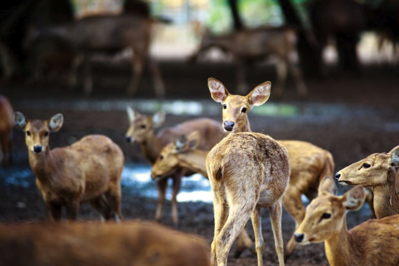 Researchers hope their findings can help farms prevent serious outbreaks of the deadly disease