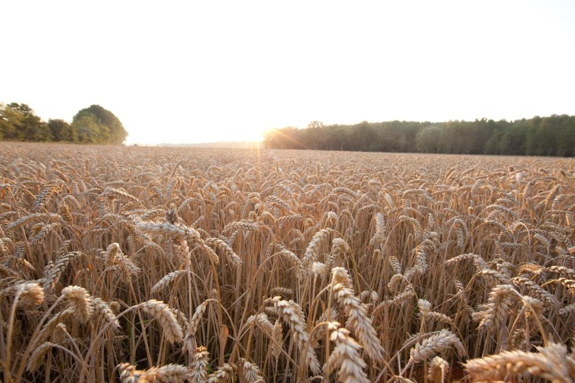 The new partnership aims to provide farmers with high-potential wheat varieties