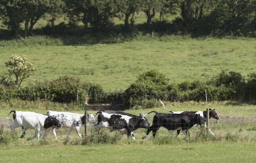 The risk of injury on cattle farms is three times higher than on pig farms, the study shows