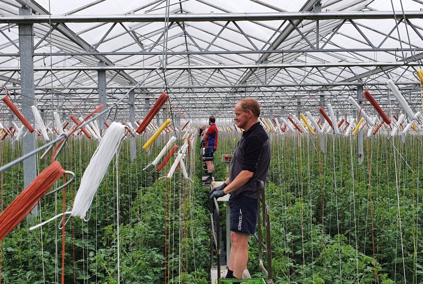 The Shanks' are in their sixth year of growing and are currently selling to Morrisons and Asda