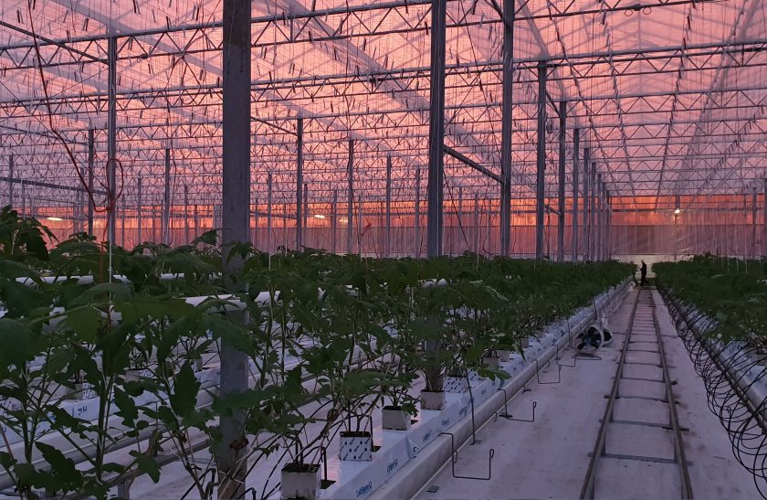 Running the tomato operation has been very different to what Jim was used to with the dairy