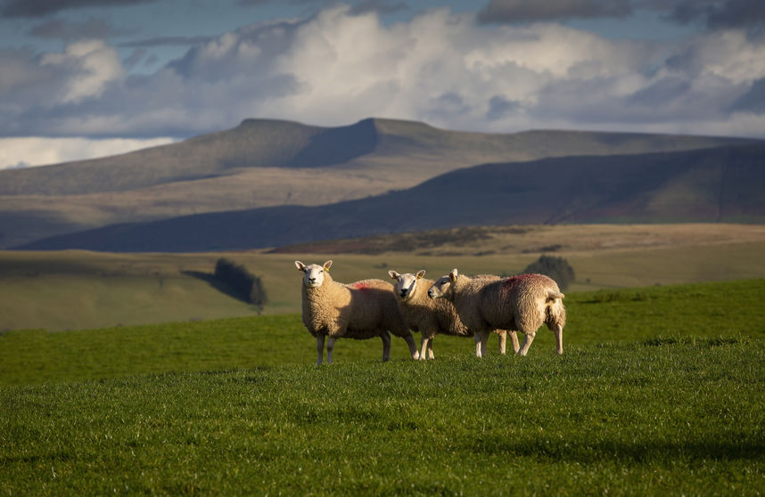 Welsh farmers are asking for payments to be capped at levels which favour family farms