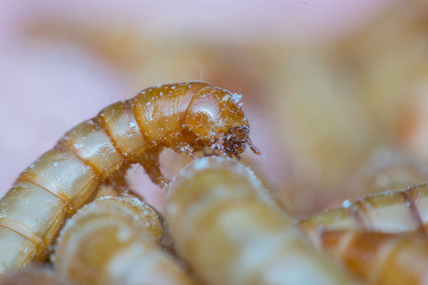 Mealworms can be fed on organic food waste and can be reared using less land and water than soya